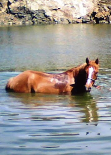 Reviewer's senior horse standing in a lake, who stays active with Osteo-MAX supplement.