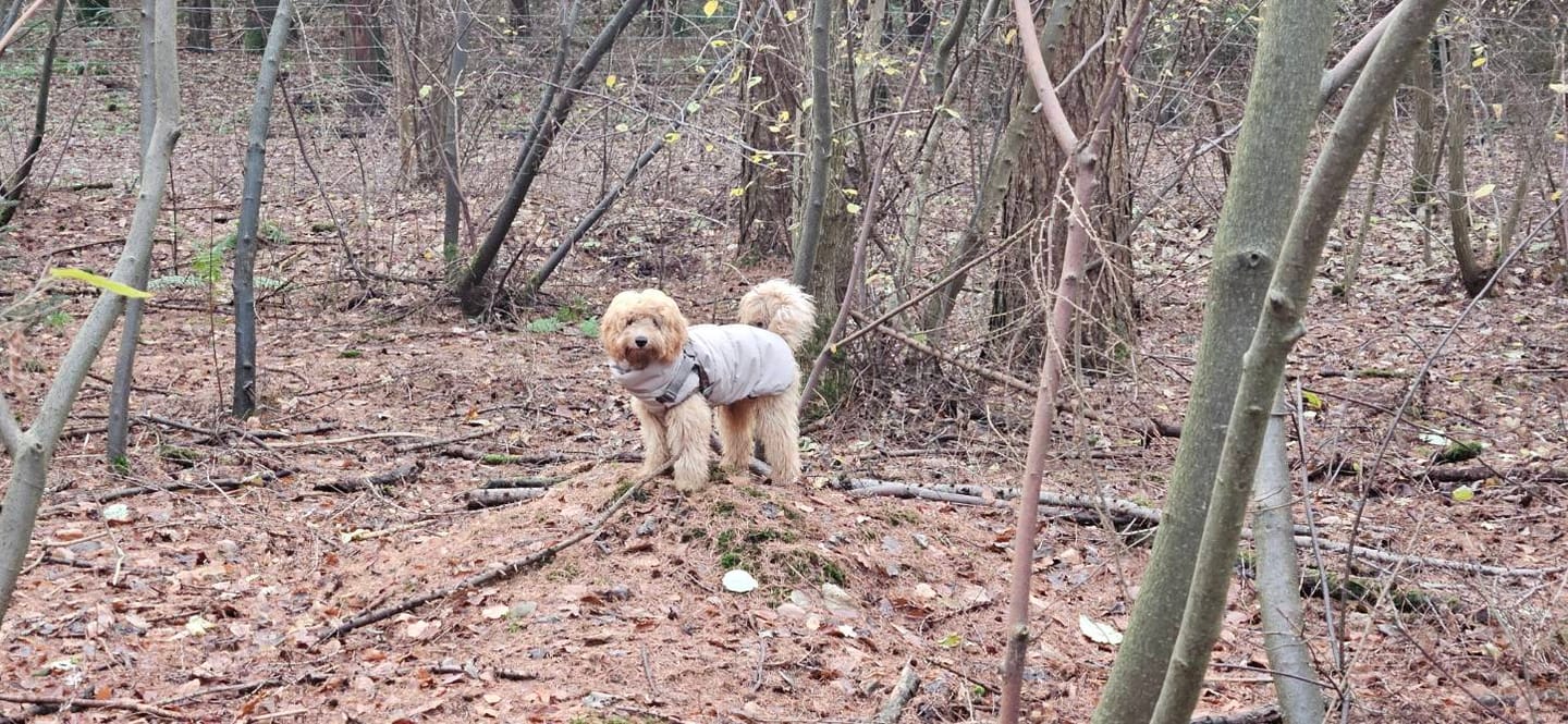 Customer photo review of Staey - Vera Hundejakke m. sele, Sand