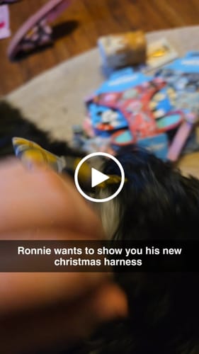 Amelie review of Disney© Tough Trails™ Harness - Santas Mickey Mail image 1 out of 1