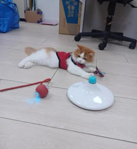 Customer photo review of Pelota interactiva inteligente