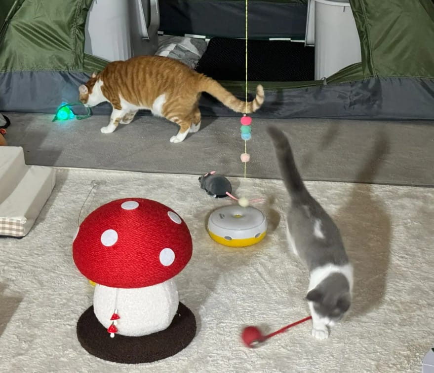 Customer photo review of Pelota interactiva inteligente