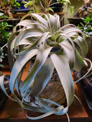 Customer photo review of Xerographica Thick Leaf Form  *Cannot Be Shipped Internationally*