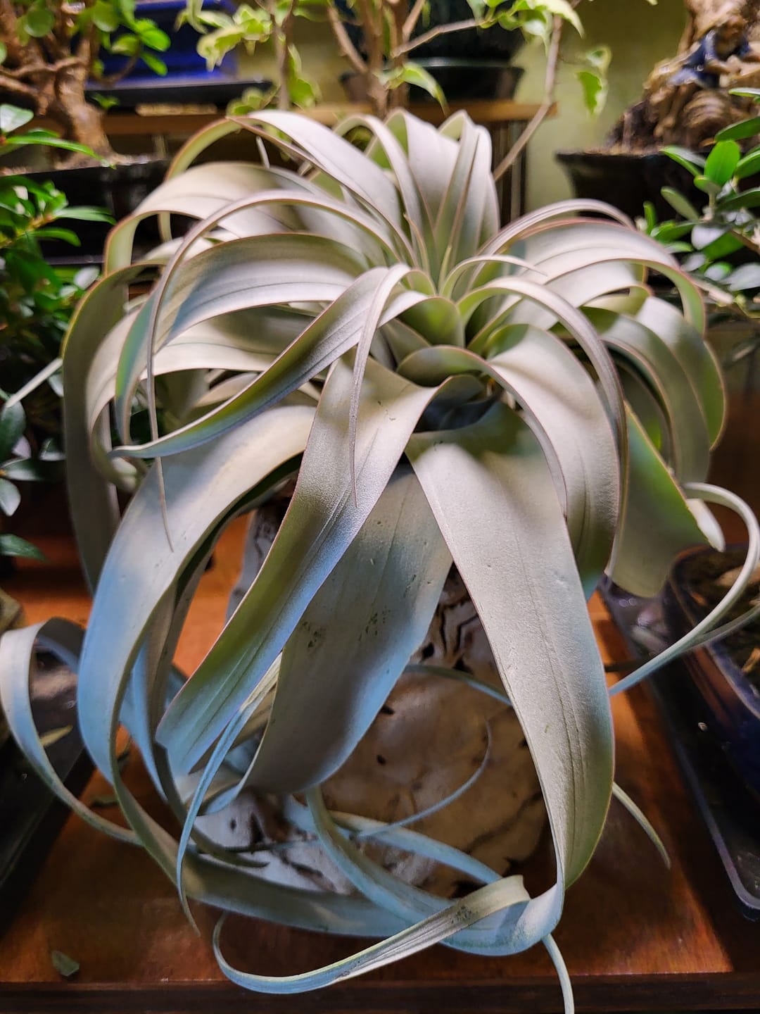 Customer photo review of Xerographica Thick Leaf Form  *Cannot Be Shipped Internationally*