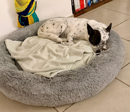 El perro de un cliente, blanco y negro, duerme acurrucado en la afelpada Cama Antiestrés para Perros de color gris.