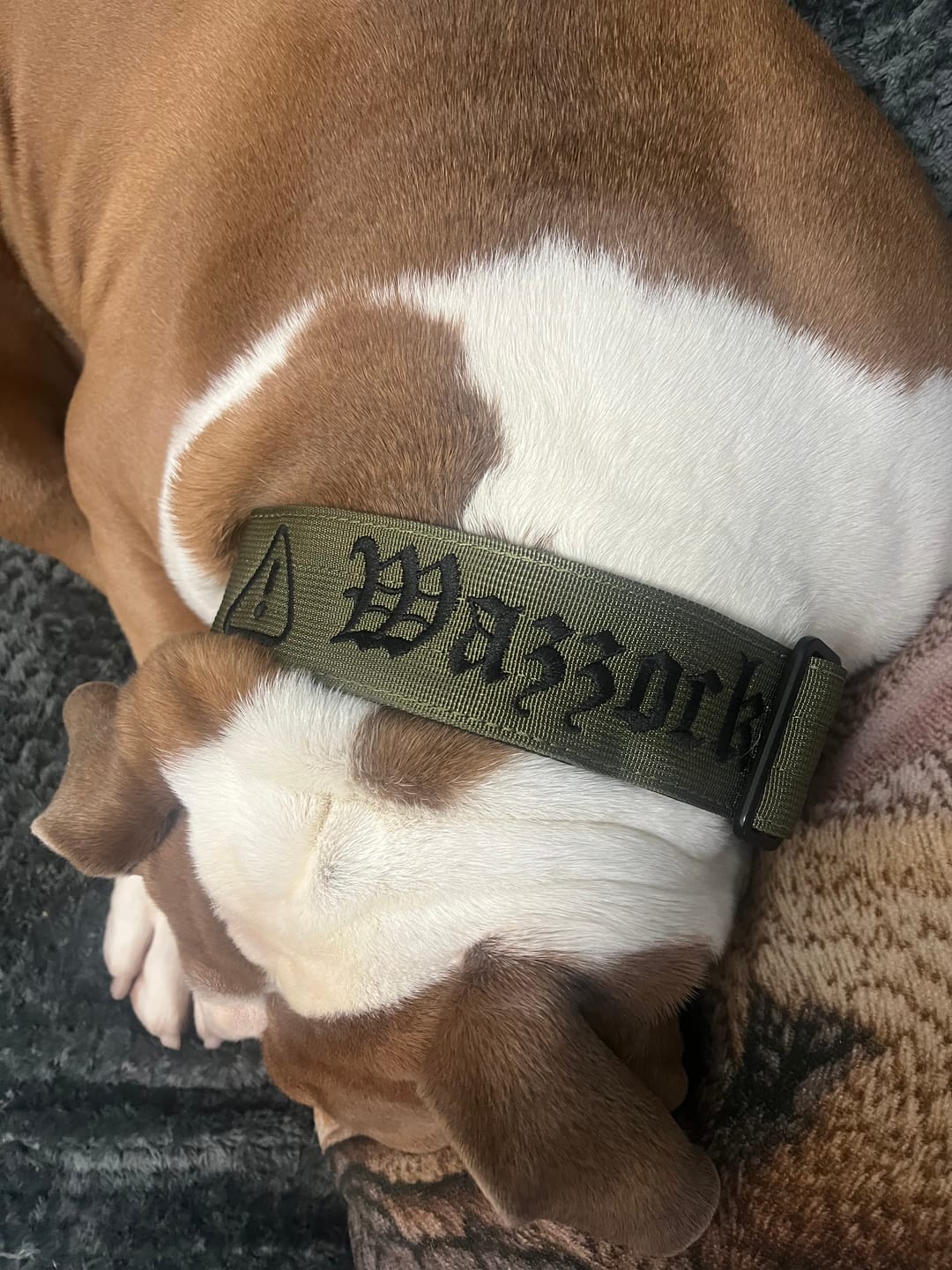 Customer photo review of 5cm Combat® Collar | With Handle & Secure Clip - Khaki