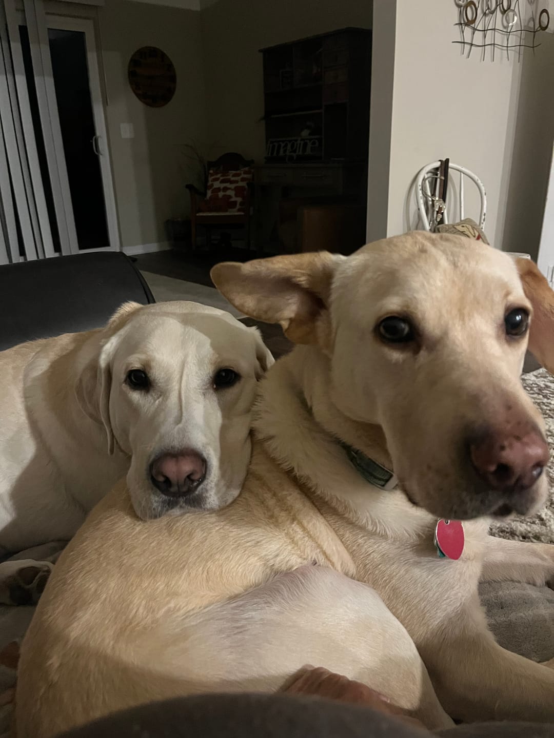 Customer photo review of Calming and Nervousness Support for Dogs and Cats
