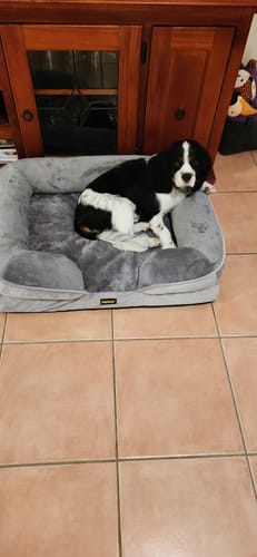 Reviewer's black and white dog resting on the comfortable, grey Memory Foam Pet Sofa Bed.