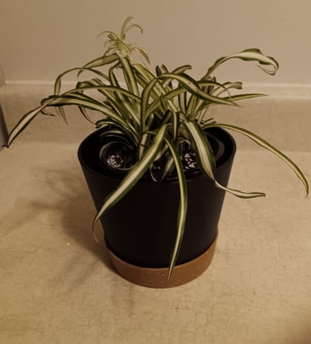 Customer photo review of Variegated Spider Plant in a 3" Grow Pot - Chlorophytum Bonnie - Chlorophytum comosum Variegatum - Live Plant - Long Vines Plant