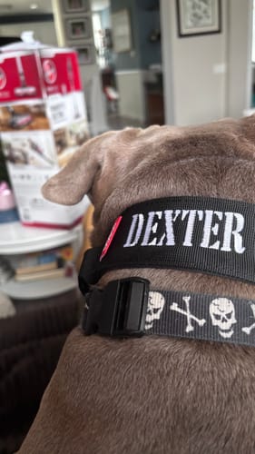 Customer photo review of 2" Tacti Luxe Dog Collar - Gold Noir