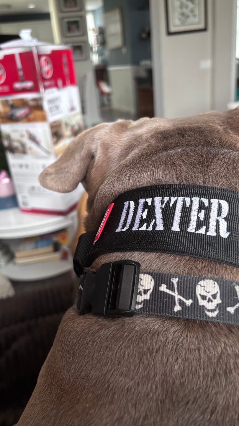Customer photo review of 2" Tacti Luxe Dog Collar - Gold Noir