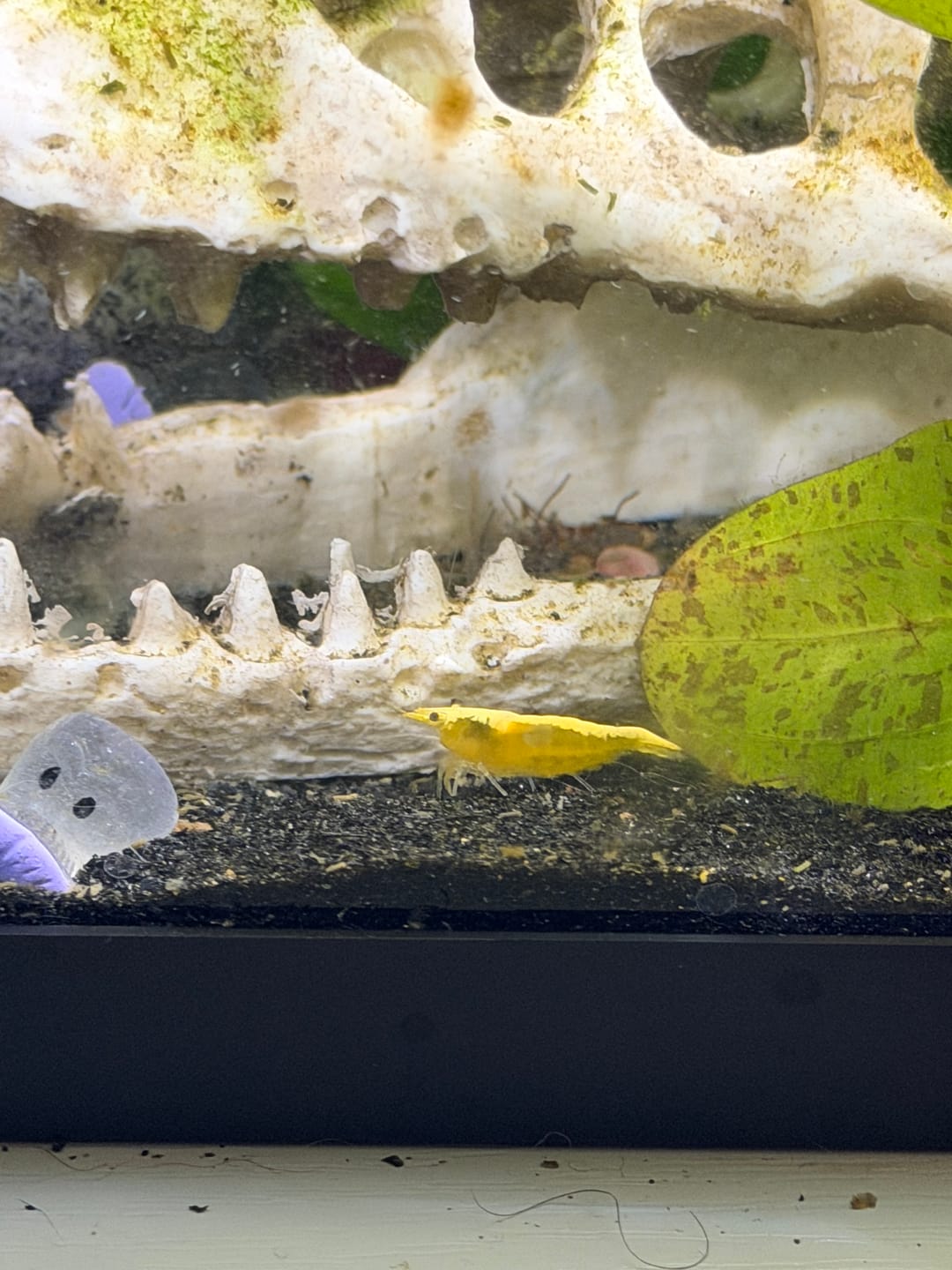 Customer photo review of Neon Yellow Shrimp "NEW"