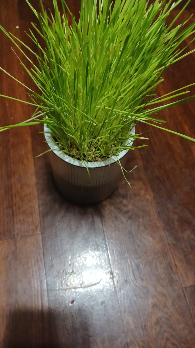 Customer photo review of Michu All-in-One Soil-Free Cat Grass Grow Kit - Made In USA