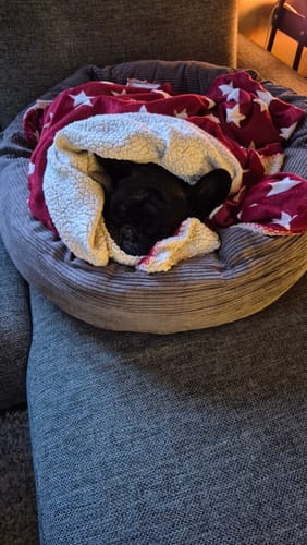 Kundes franske bulldog sover i sin taupe Luna 3.0-hundeseng, puttet ind under et hyggeligt tæppe.