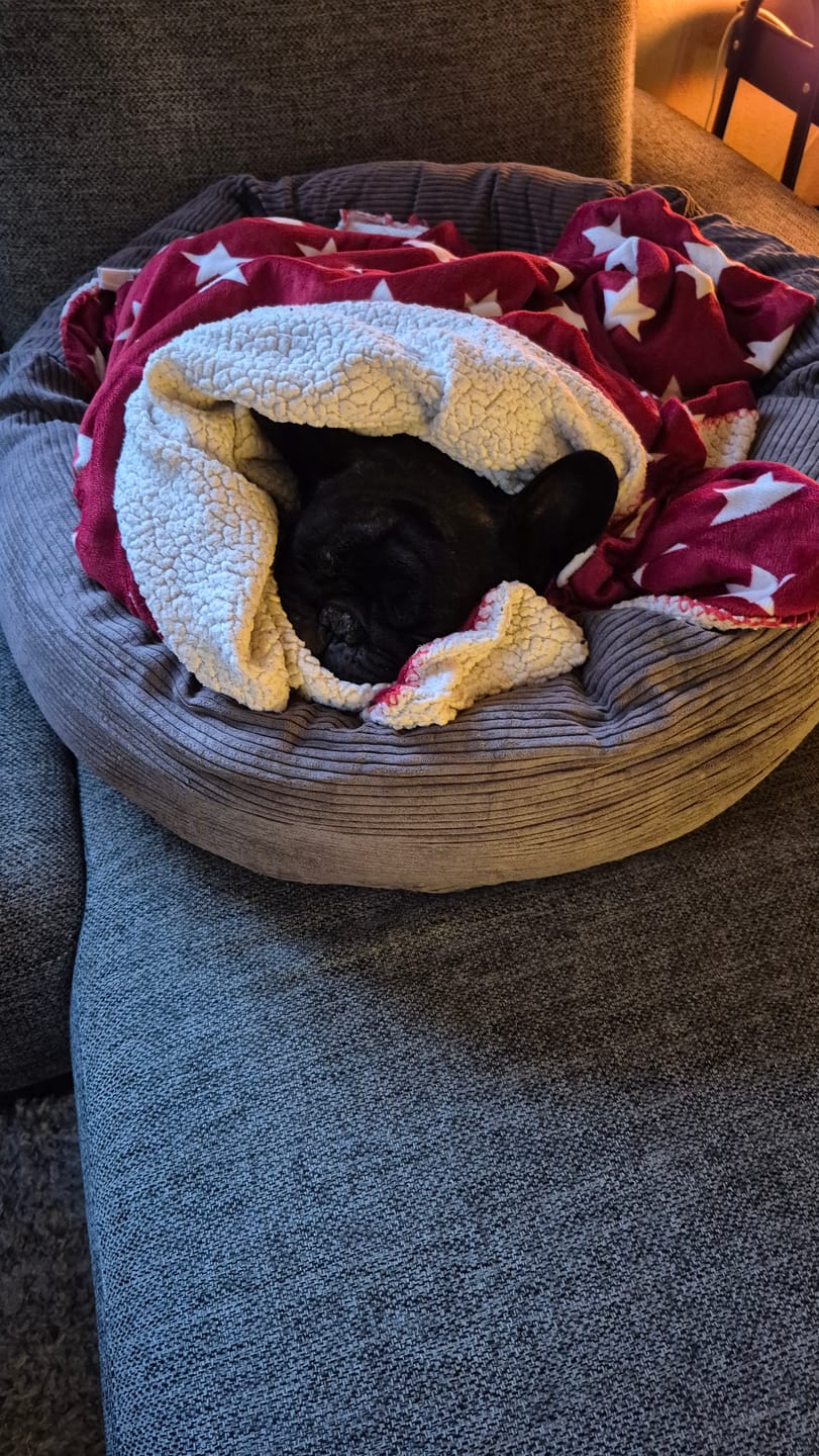 Customer photo review of Staey - Luna 3.0 Hundeseng, Taupe Fløjl