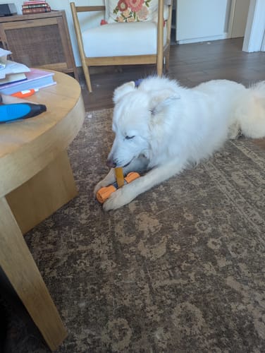 Customer's fluffy white dog lying on a rug and chewing an orange Pumpkin Yak Chew.