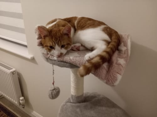 Customer photo review of 1 Month Supply - 1 Cat - One-Time Purchase