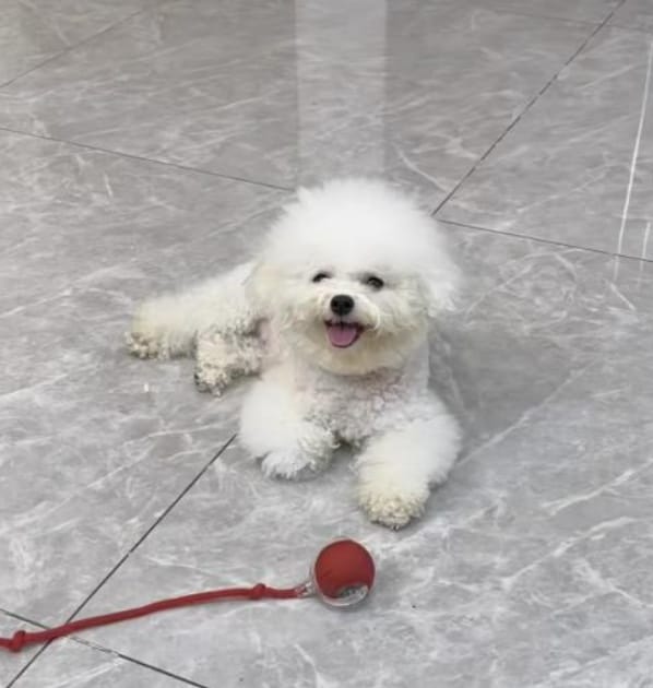 Customer photo review of Pelota interactiva inteligente