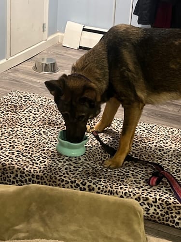 Customer photo review of Freezflower Cup -  Frozen Treat Cup for Calm, Happy Dogs