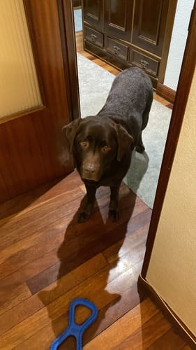 Customer photo review of Grain Free Adult Salmon