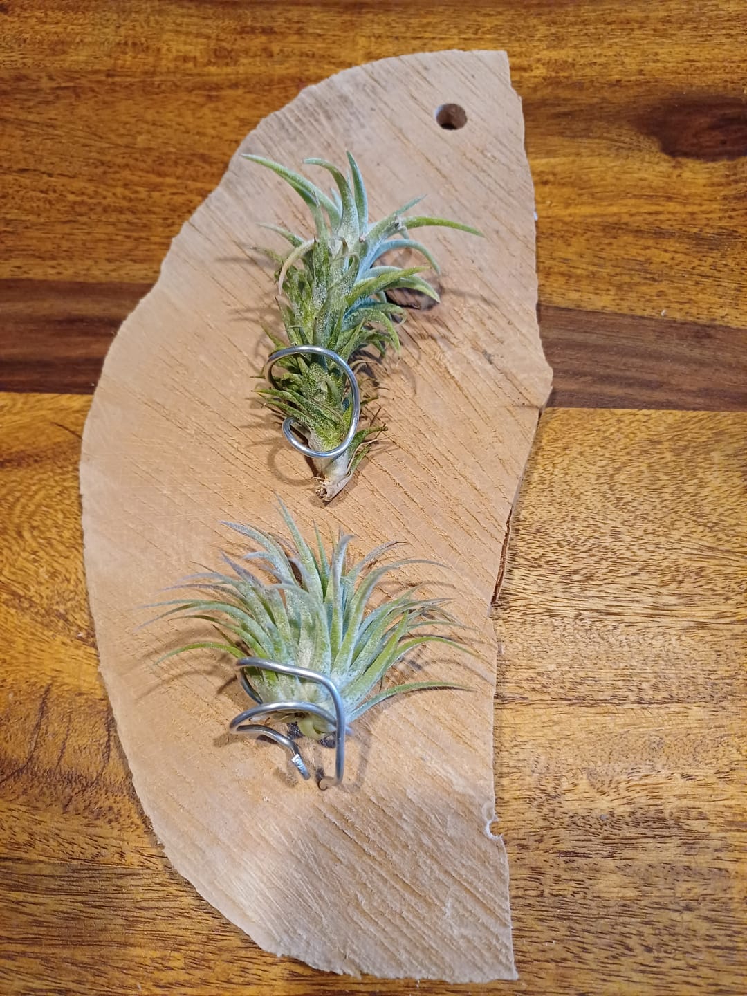 Customer photo review of Tillandsia vanhyningii