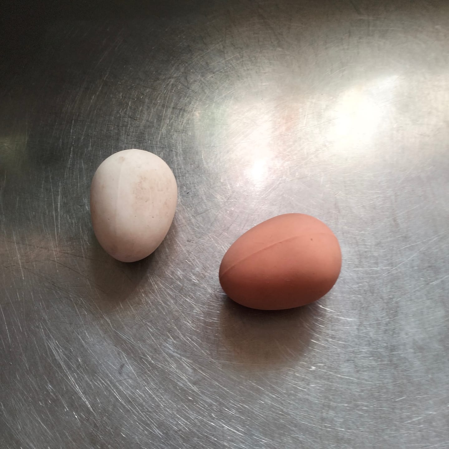 Customer photo review of Solid Rubber Dummy Nest Egg - Brown