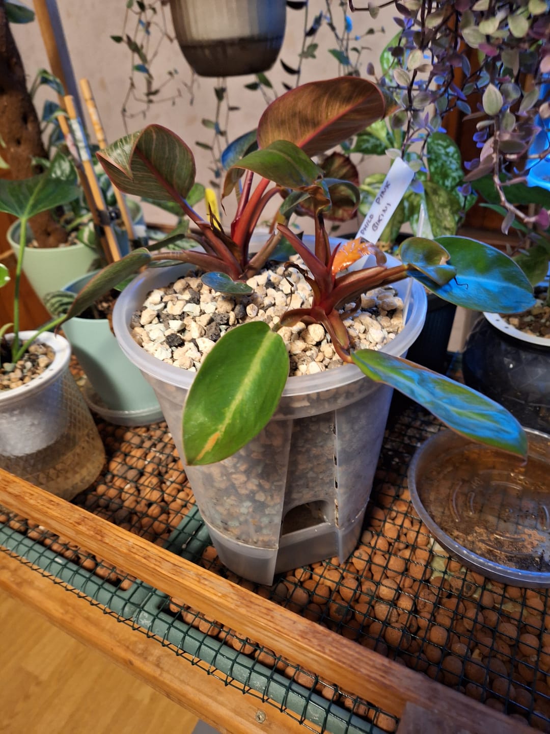 Customer photo review of Clear Self-Watering Plant Pots