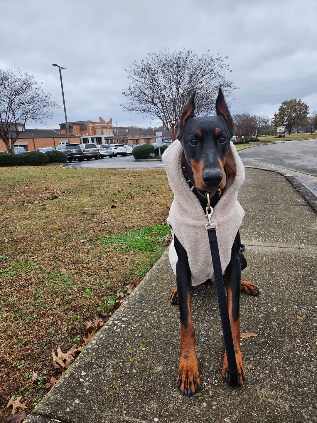 Customer photo review of Teddy Sherpa Dog Jacket - Beige