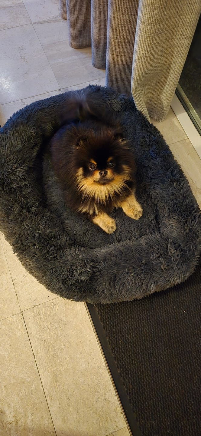 Customer photo review of Pet Perfect Fluffy Autostoel Hond (2-in-1) - Hondenmand Auto - Orthopedisch