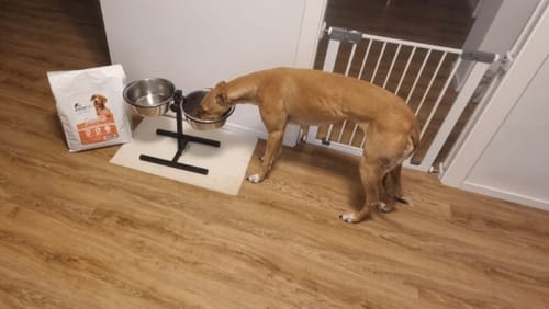 Customer photo review of 100g Crocchette GRAIN FREE