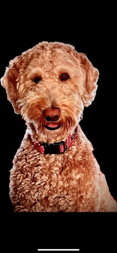 Customer photo review of furMe Grooming Vacuum Filters & Blade Replacement Pack