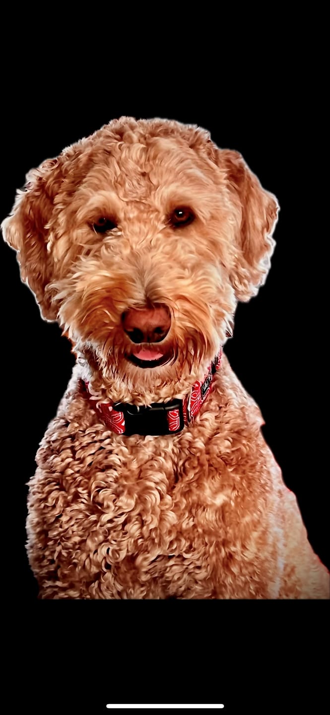Customer photo review of furMe Grooming Vacuum Filters & Blade Replacement Pack