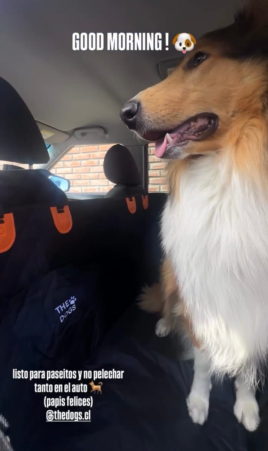 Customer photo review of Funda Impermeable THE DOGS — Auto limpio, perro seguro