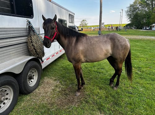 Customer photo review of 4 For $100 Deal