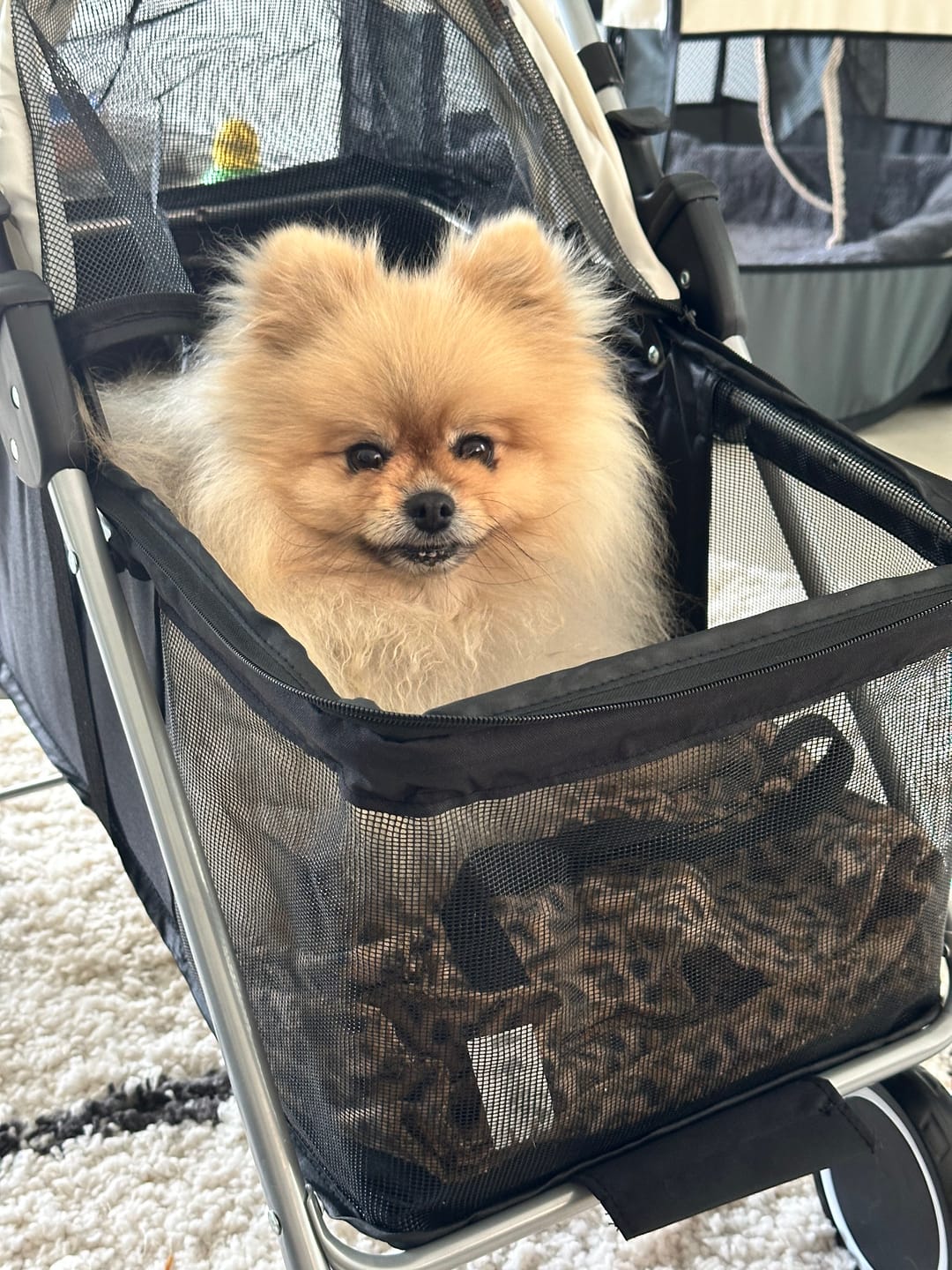 Customer photo review of Compact & Comfortable Pet Stroller