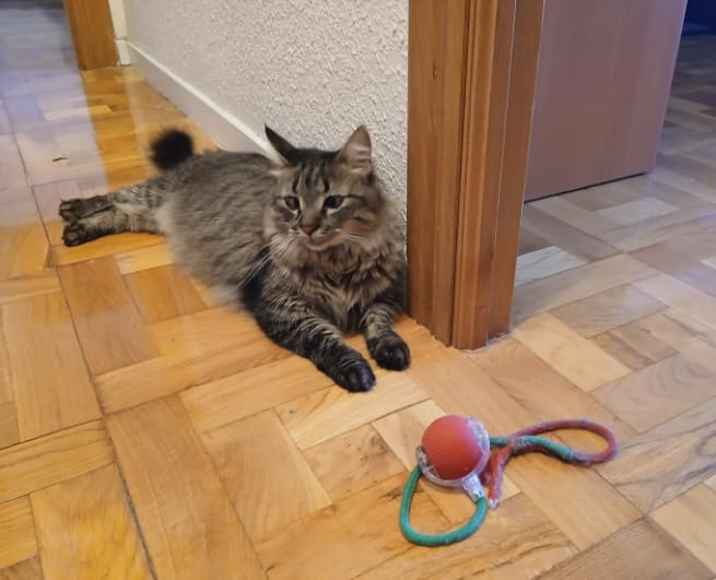 Customer photo review of Pelota interactiva inteligente