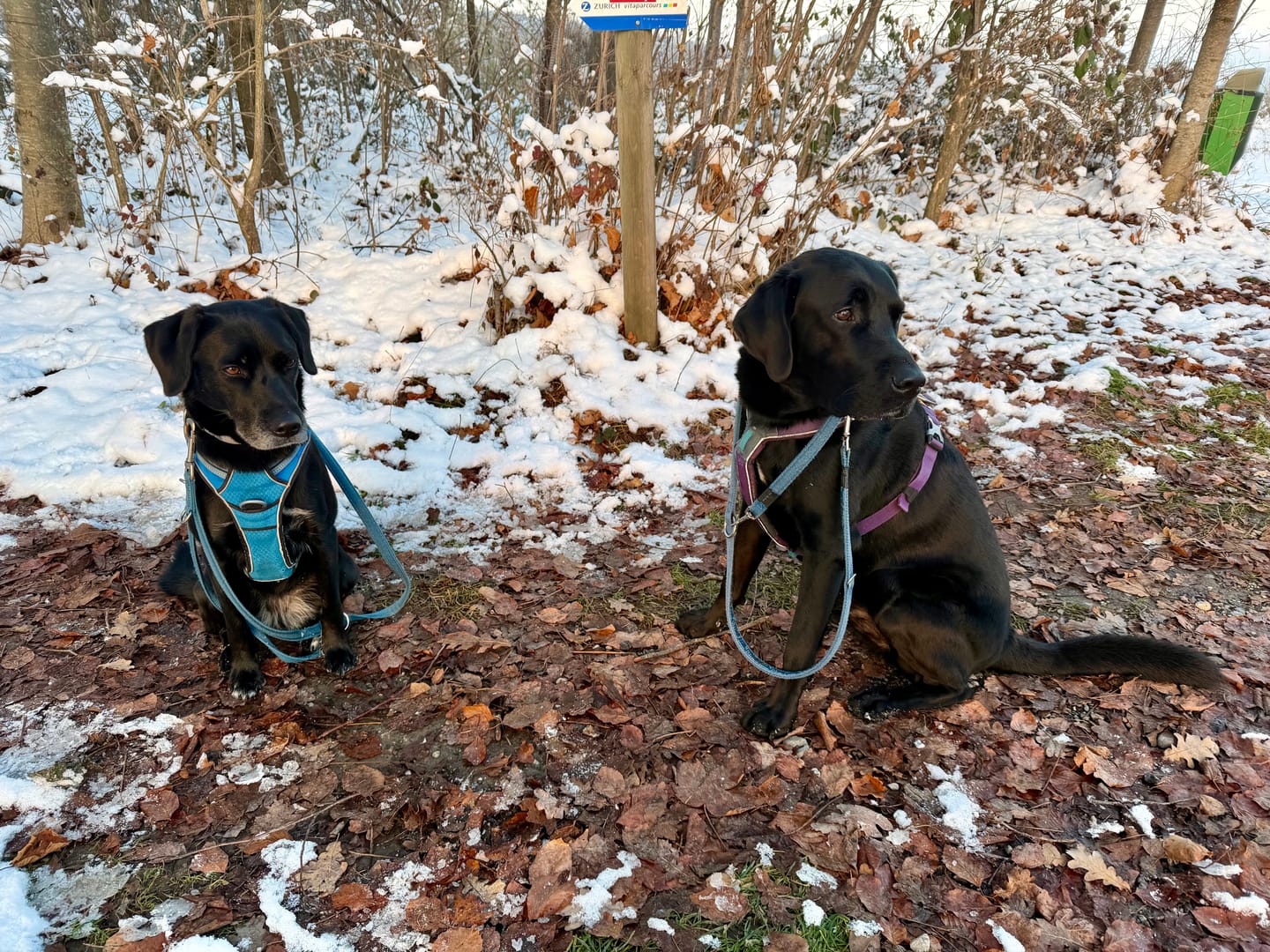 Customer photo review of DOG-ICE