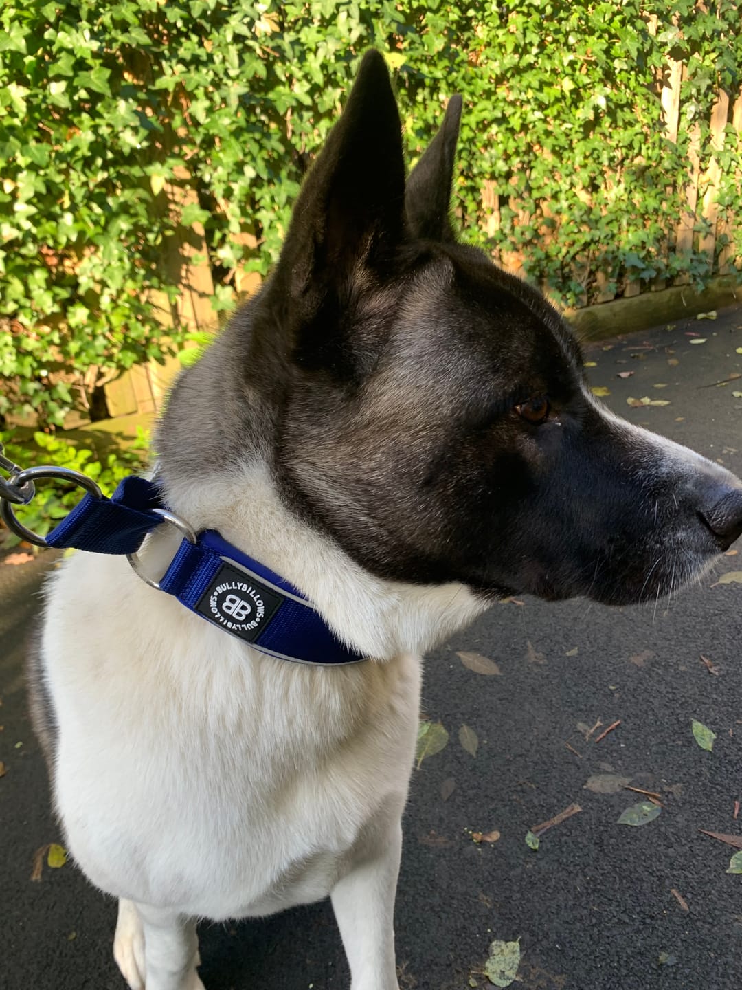 Customer photo review of 5cm Slip on Collar | Foam Padded - Blue