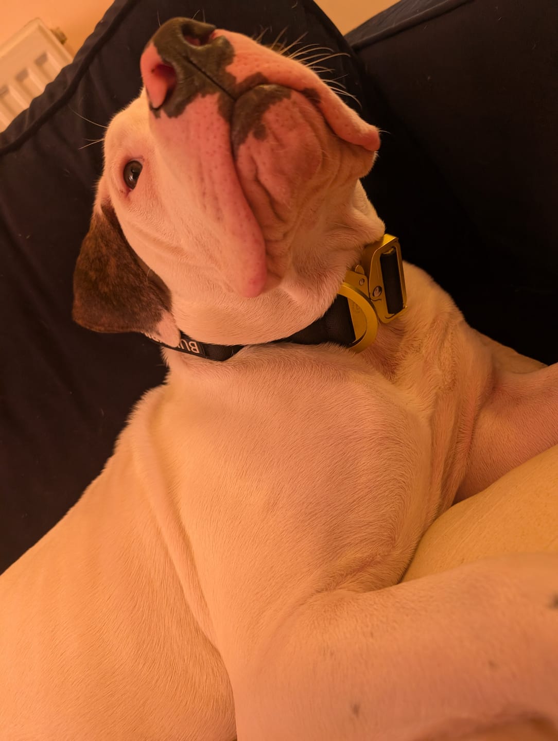 Customer photo review of 5cm Lighter Combat® Collar | With Handle Secure Clip - Black x Yellow