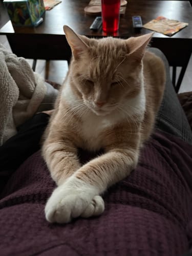 Customer photo review of 2x Blisso Advanced Cat Probiotic | Cat Probiotic for Diarrhea & Kidney Support