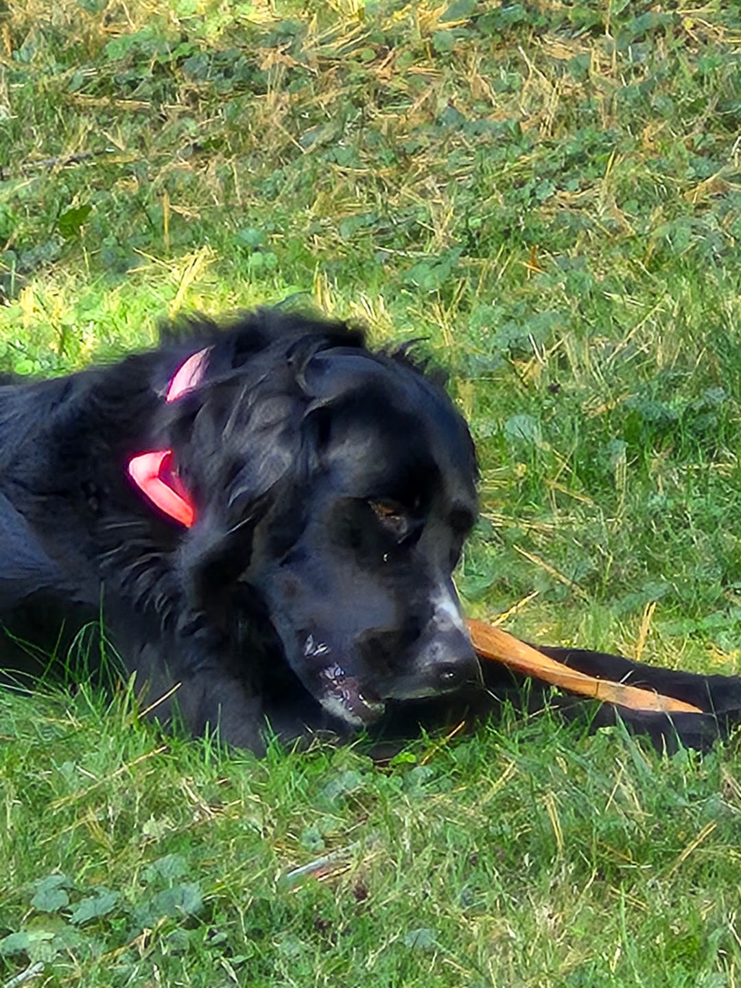 Customer photo review of Horizon Taiga - Nourriture pour chien économique 35 lbs
