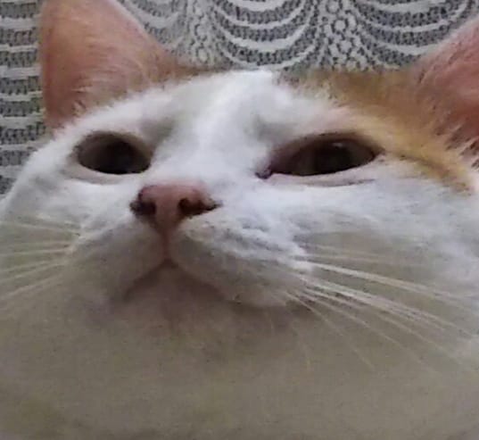 Customer photo review of 1-TDC Oral Health + Mobility Support for Cats