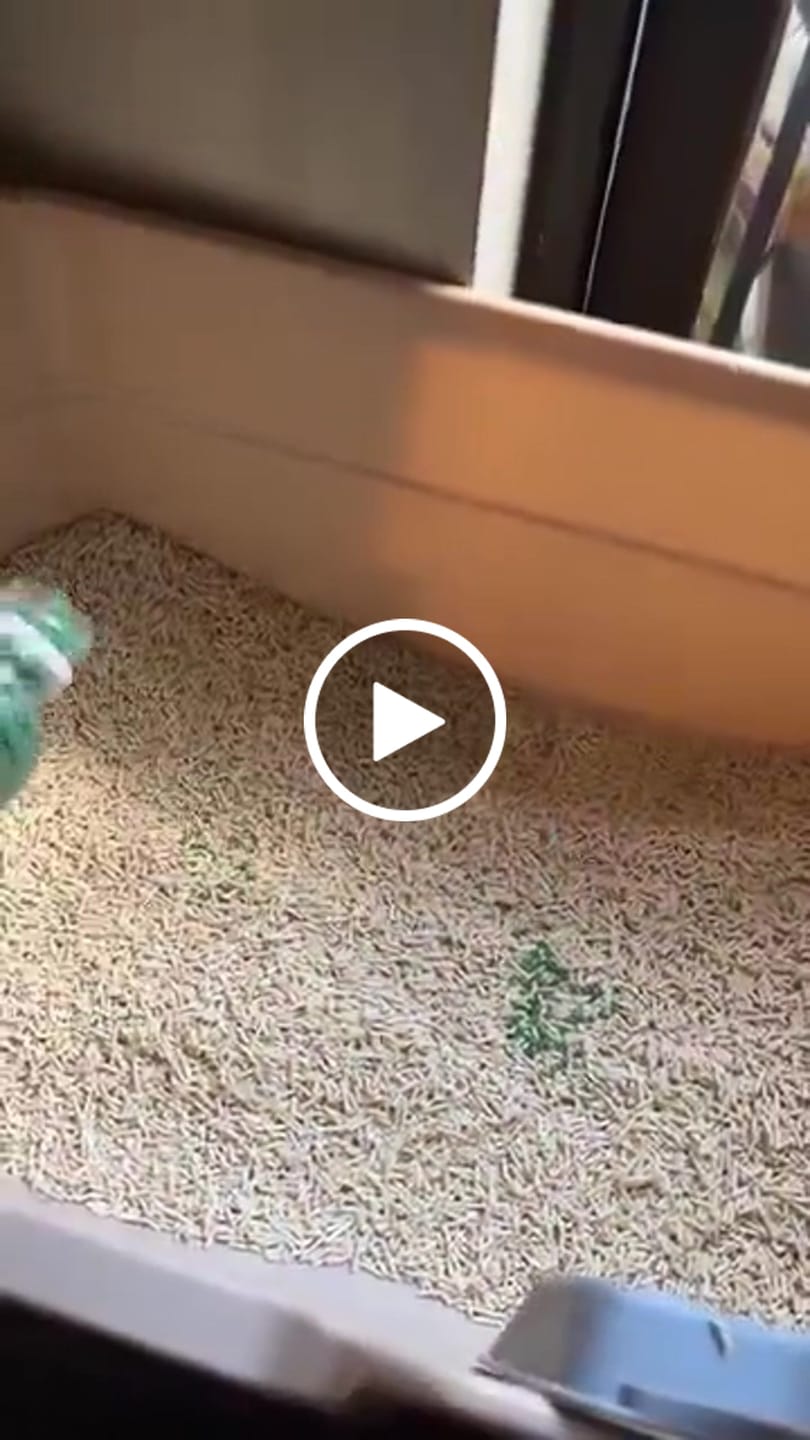 Customer video review of FreshGuard | Plant-Based & Chemical-Free Odor Elimination