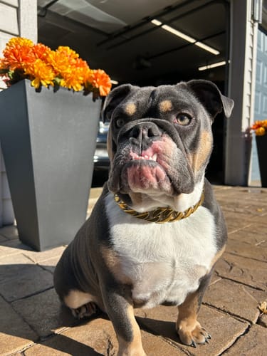 Customer photo review of THE CUBAN 1 Inch Dog Collar - Gold Cuban Link Premium Collection