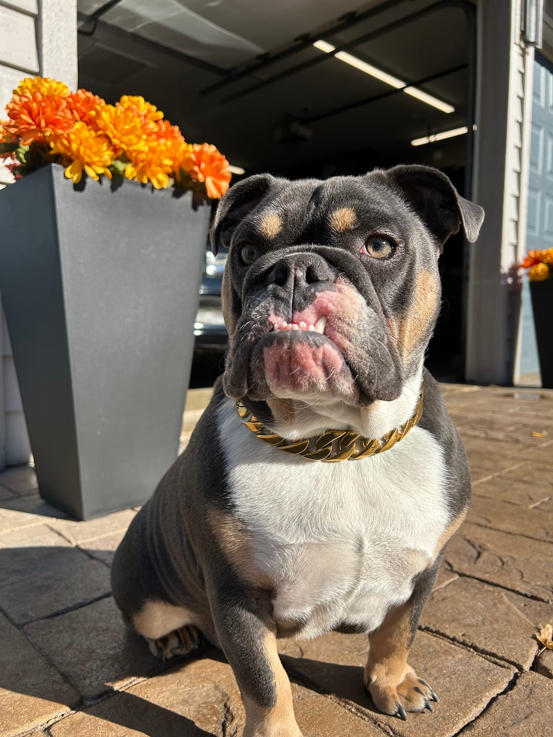 Customer photo review of THE CUBAN 1 Inch Dog Collar - Gold Cuban Link Premium Collection