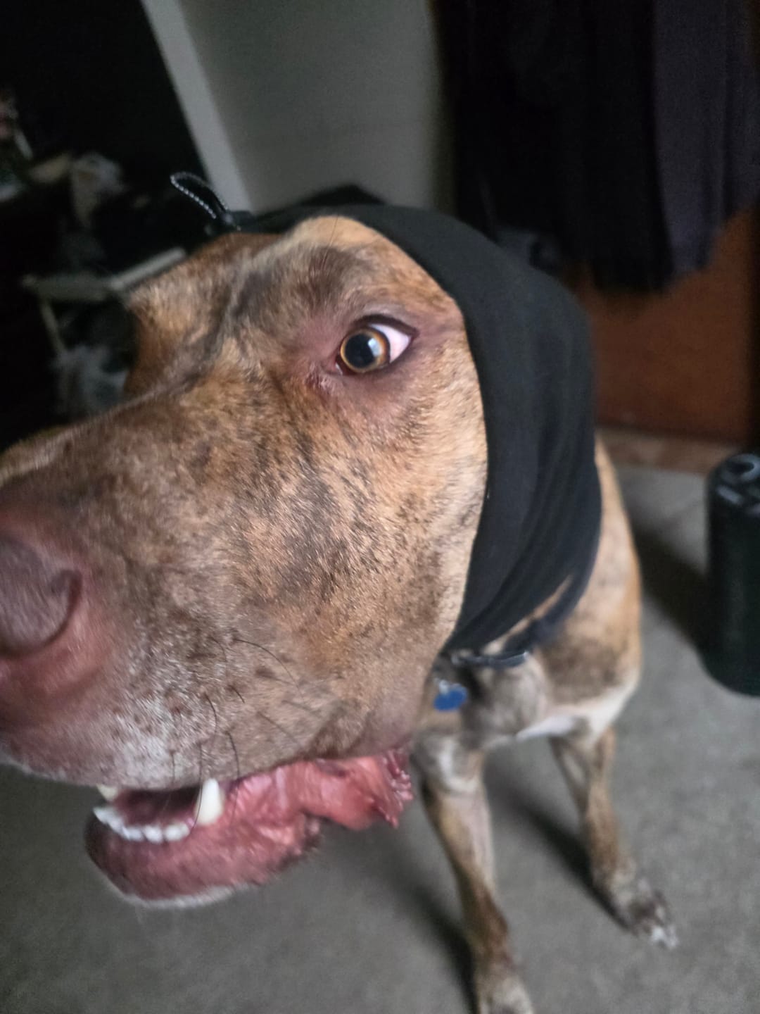 Customer photo review of Anxiety Calming Dog Earmuff Protector - Black