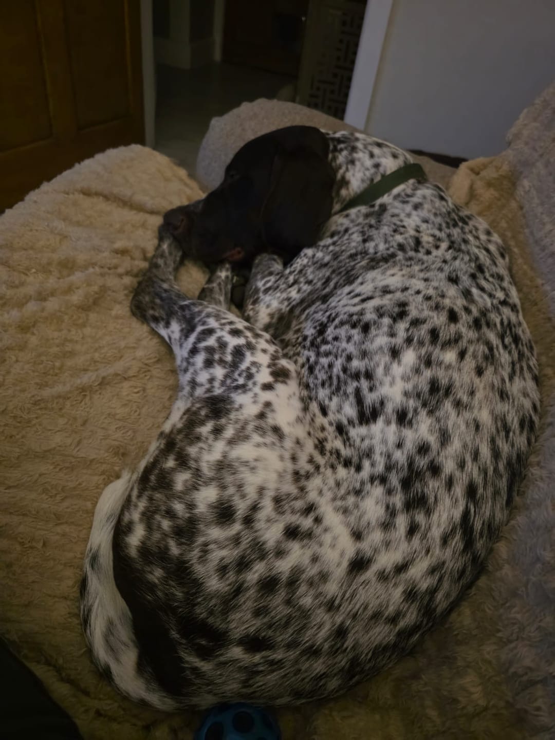 Customer photo review of Total Calm Powder For Dogs