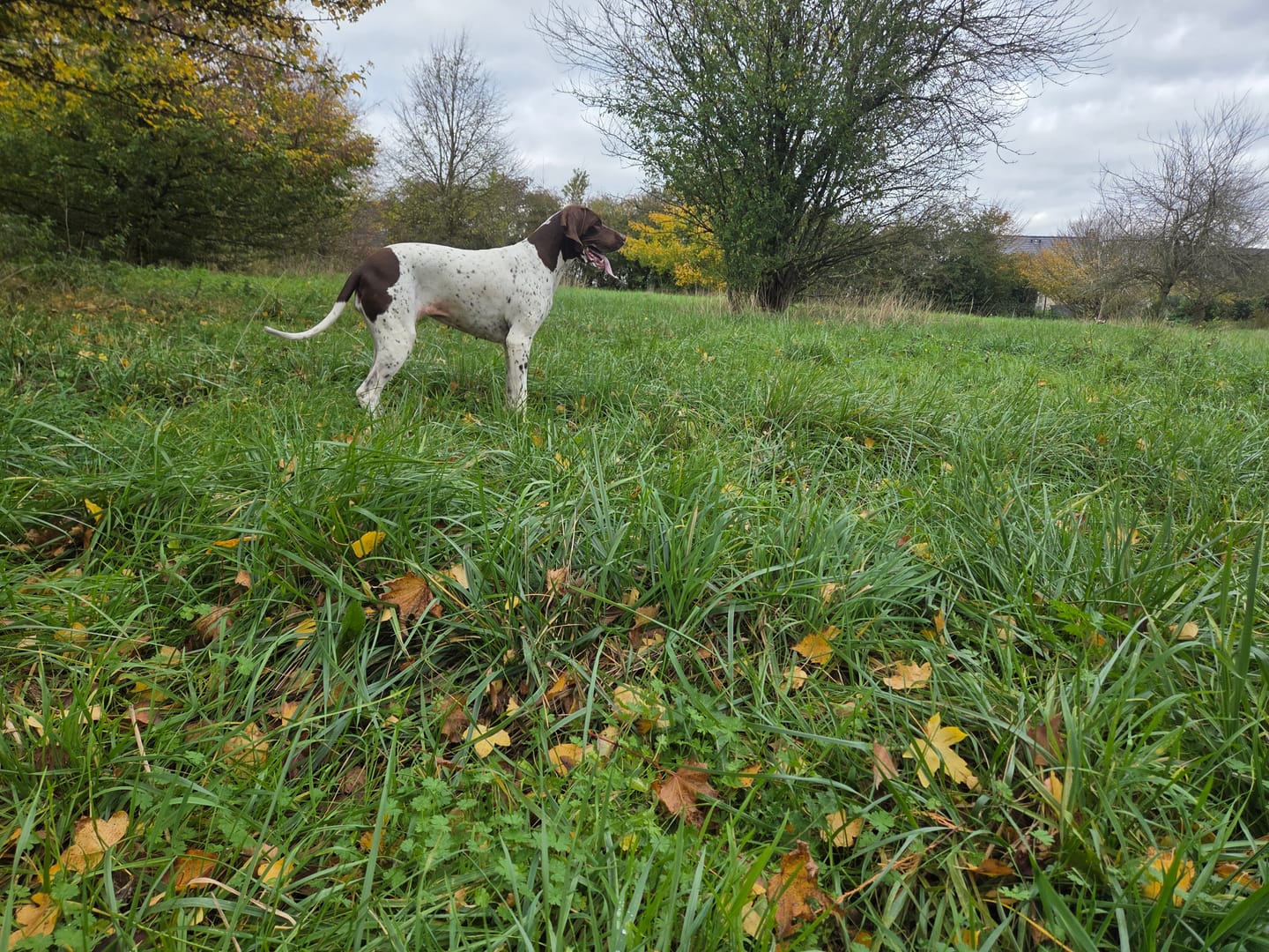 Customer photo review of Terrine bio sans céréales volaille & boeuf - Chien