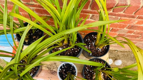 Ish R. review photo — quality Orchiata bark