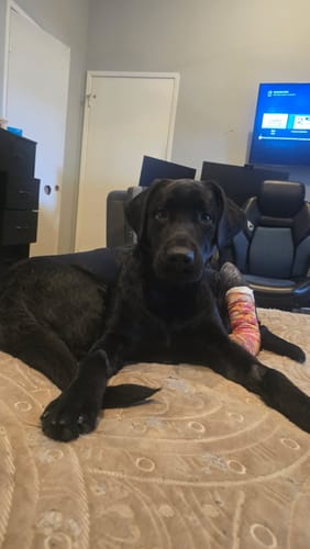 Customer's young black dog, Duke, lying on a bed with a colorful bandage on his paw.