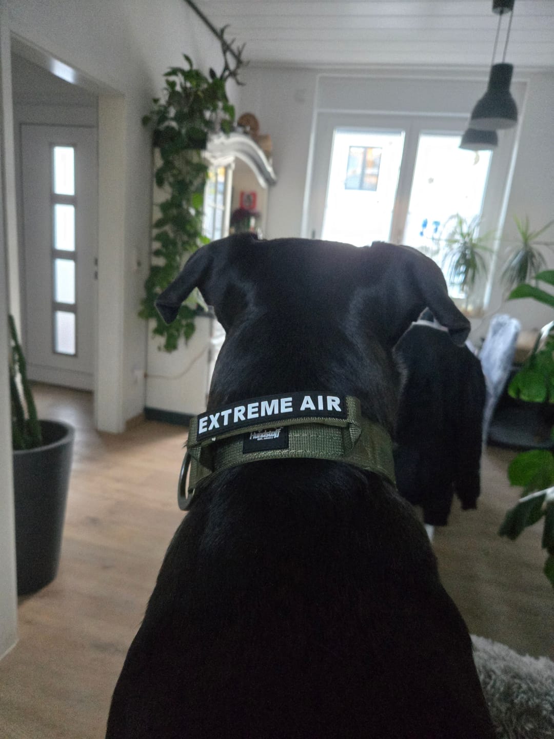 Customer photo review of Extreme Air Set  Army Green - Lätt och slitstarkt hundset